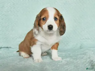 Miniature Dachshund dogs Dreamer - Ad 28