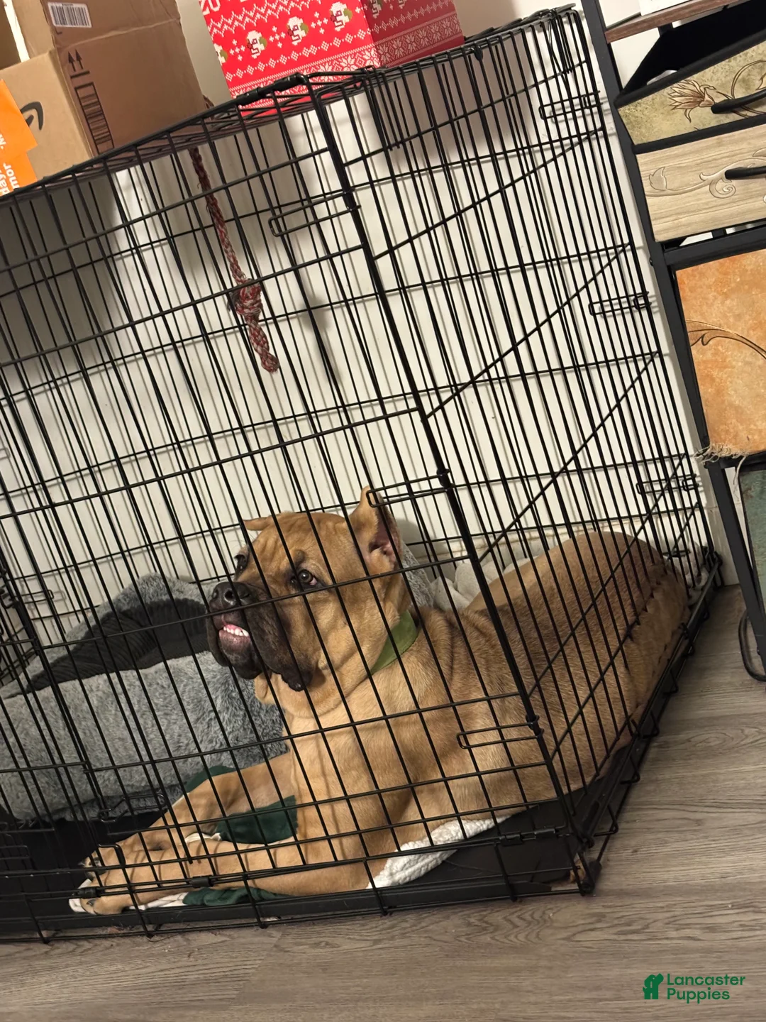 Gallery Image {{count}}