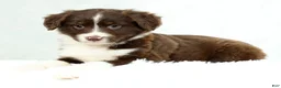 Miniature Australian Shepherd dogs for sale: Heidi - Ad 8