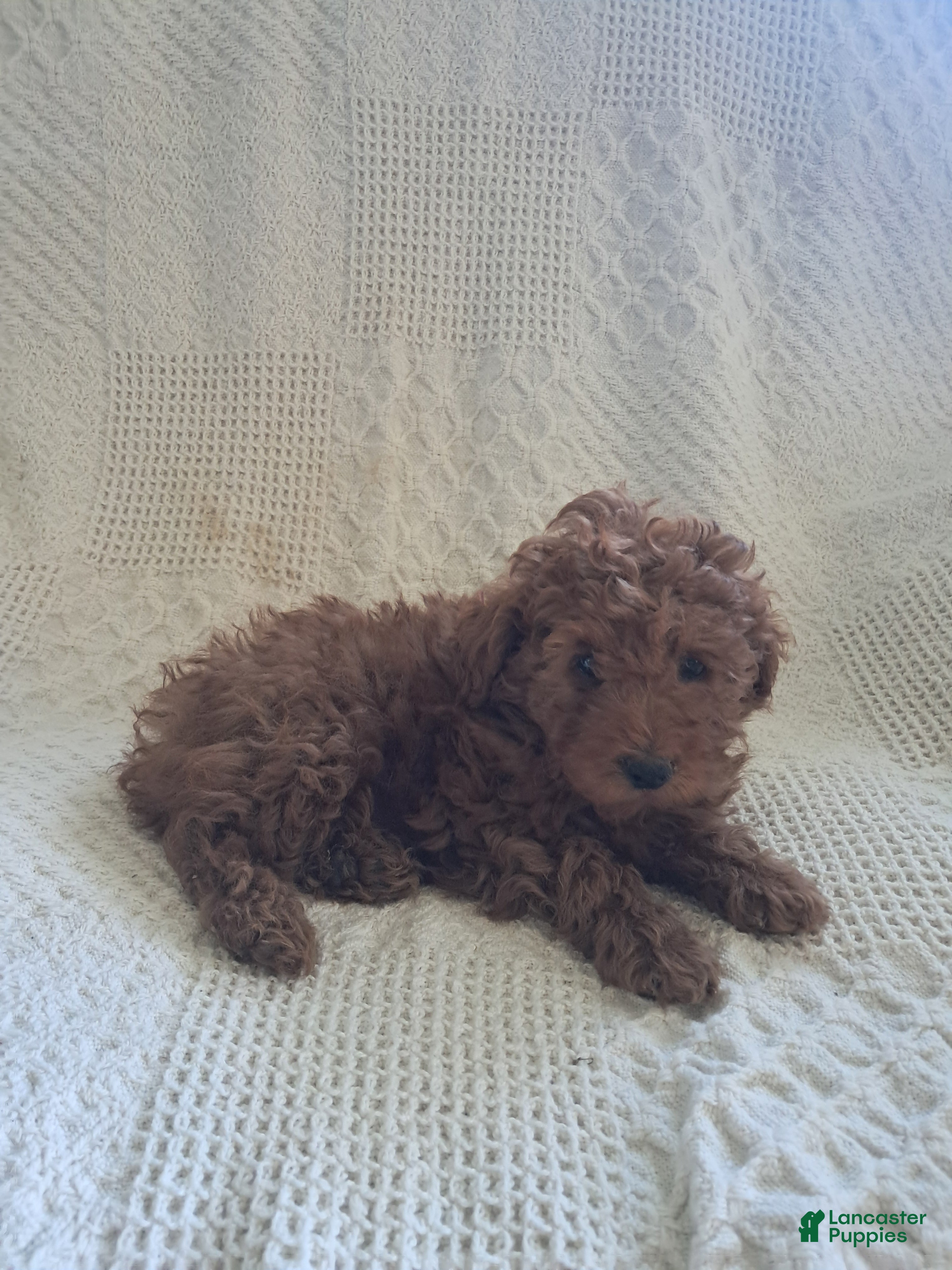 Miniature Poodle dogs Daisy - Ad 1