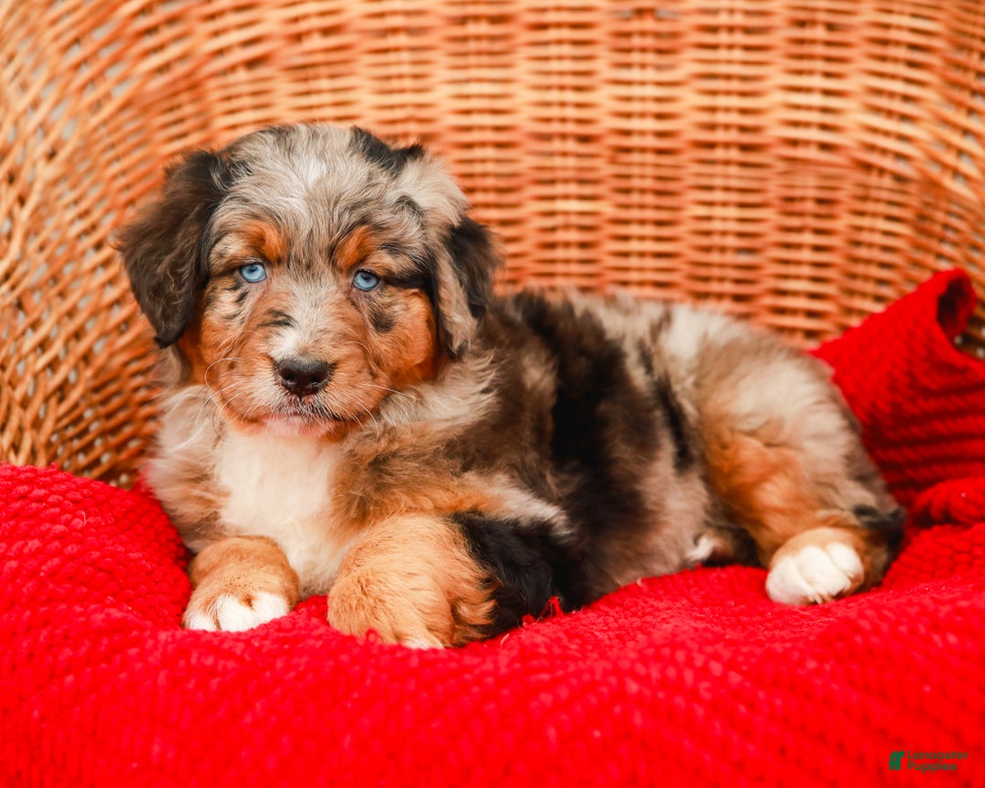 Aussiedoodle dogs for sale: Snickers Standard - Ad 5