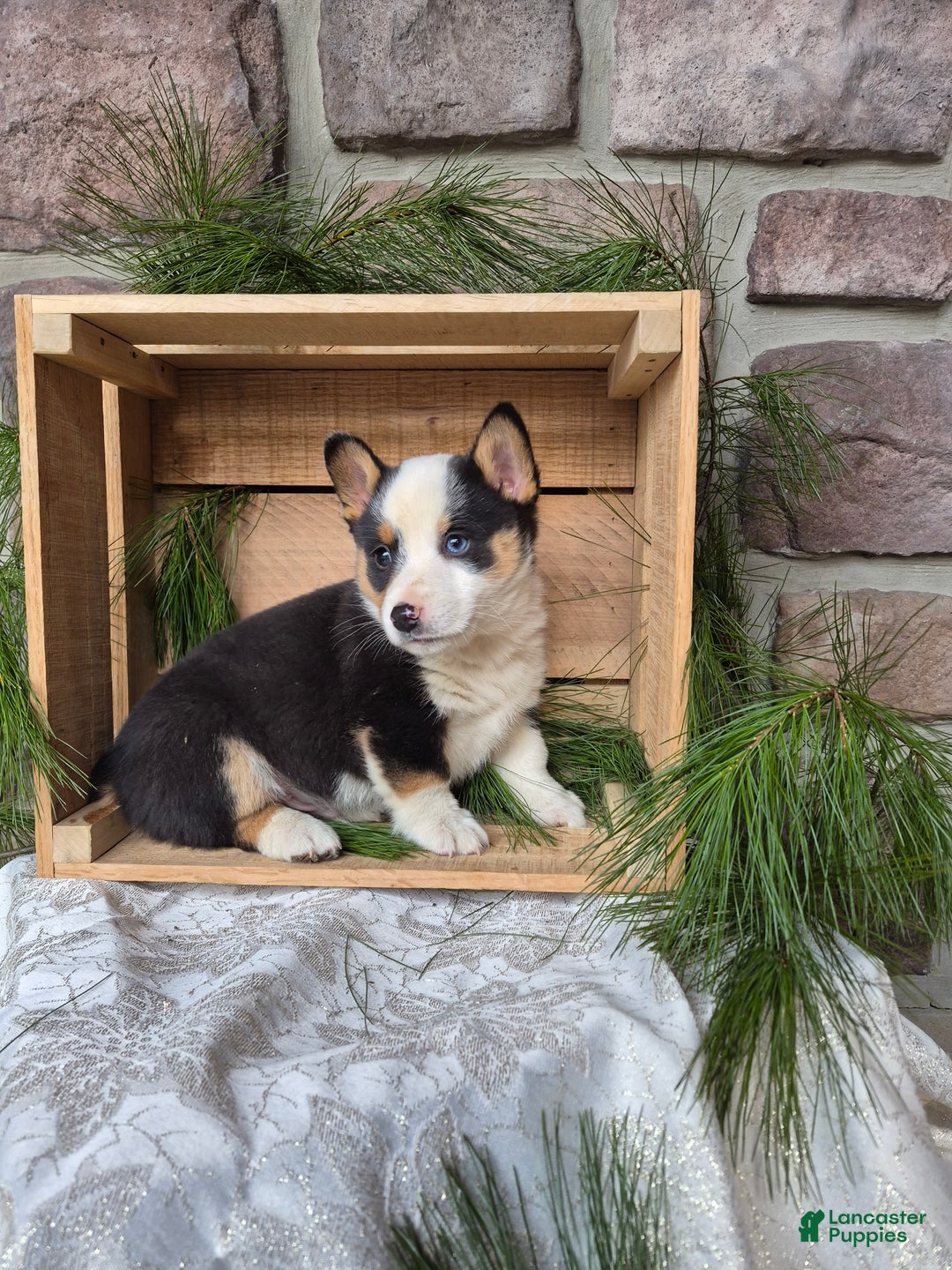 Welsh Corgi Pembroke dogs for sale: Rebel - Ad 4