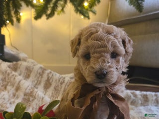 Maltipoo dogs Noelle - Ad 1
