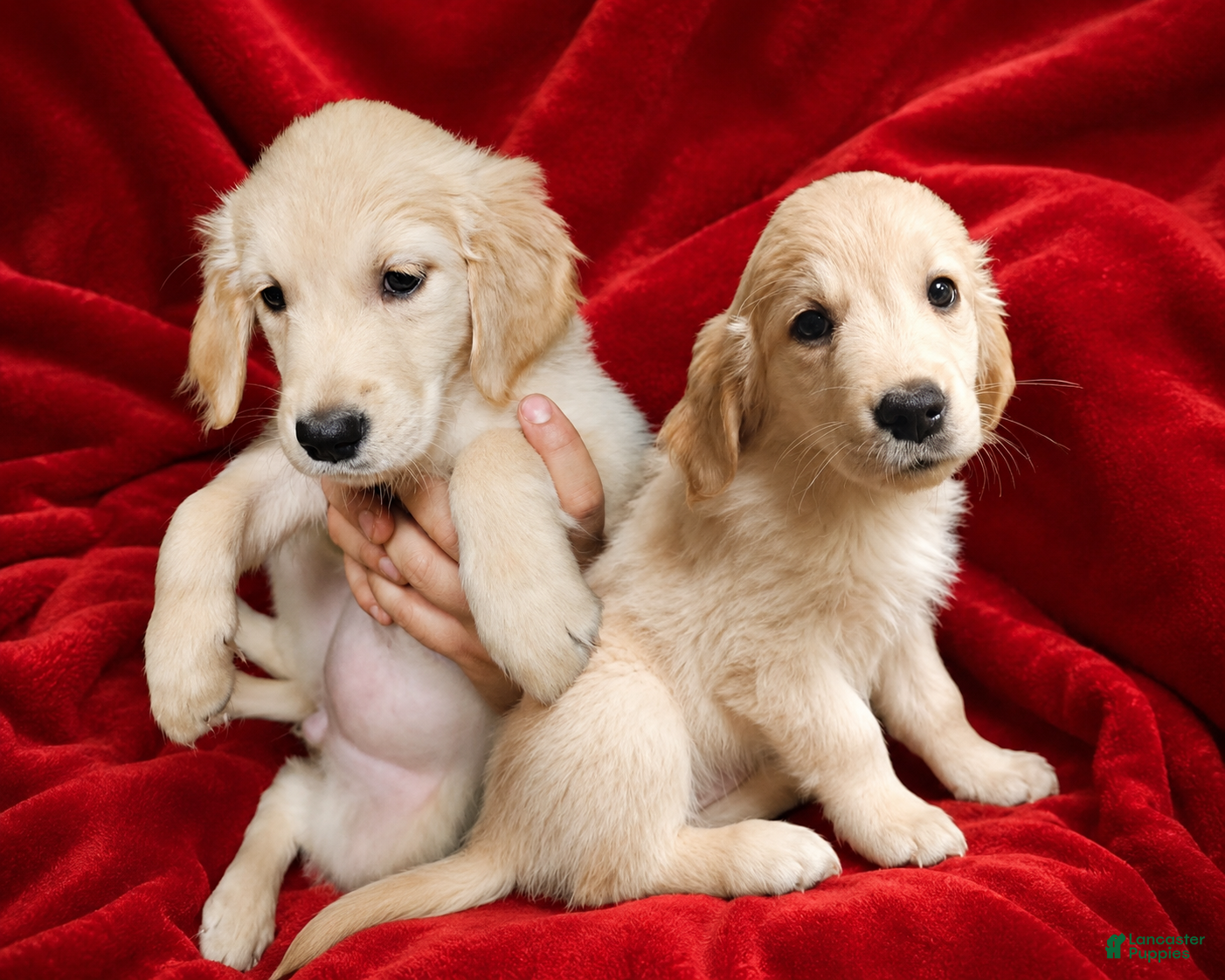 Golden Retriever dogs Golden Retriever 5 - Ad 1