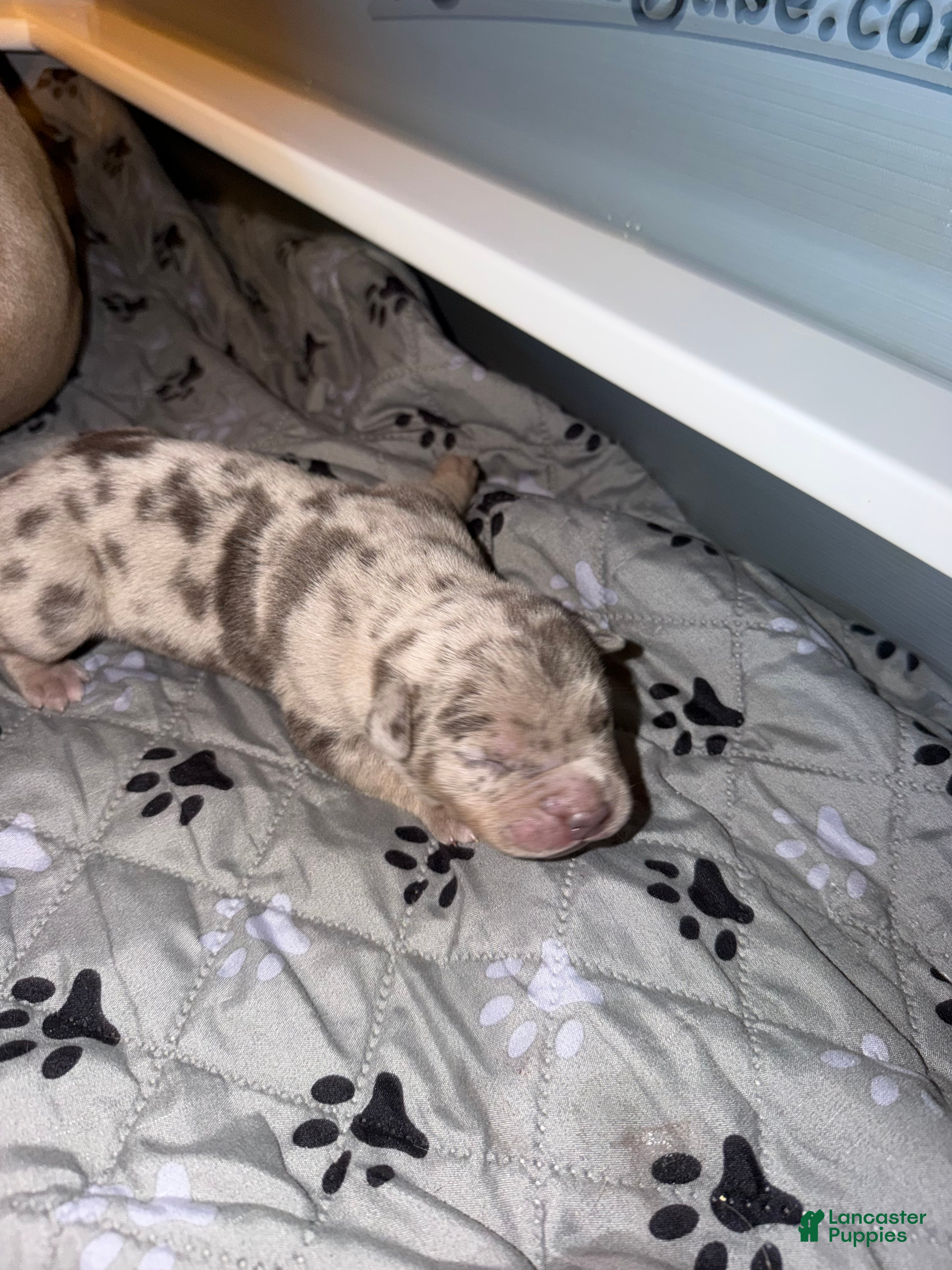 American Bully dogs Junior - Ad 2