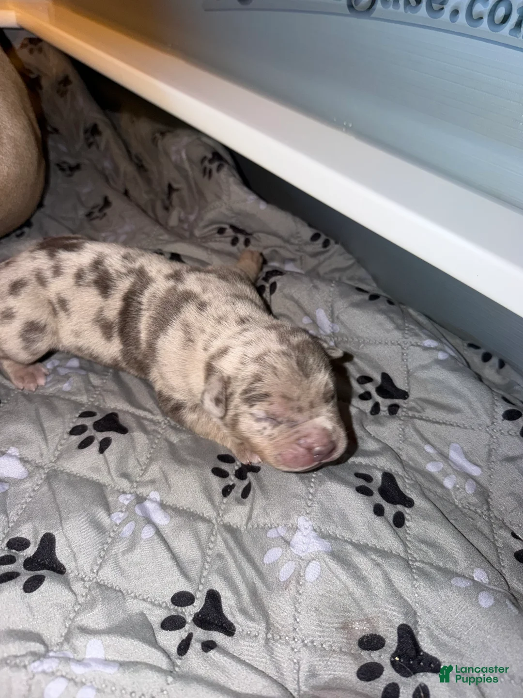 American Bully dogs for sale: Junior - Ad 2