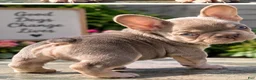 French Bulldog dogs for sale: Princess - Ad 4