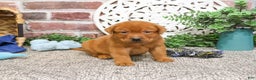 Labrador Retriever dogs for sale: Copper  - Ad 3