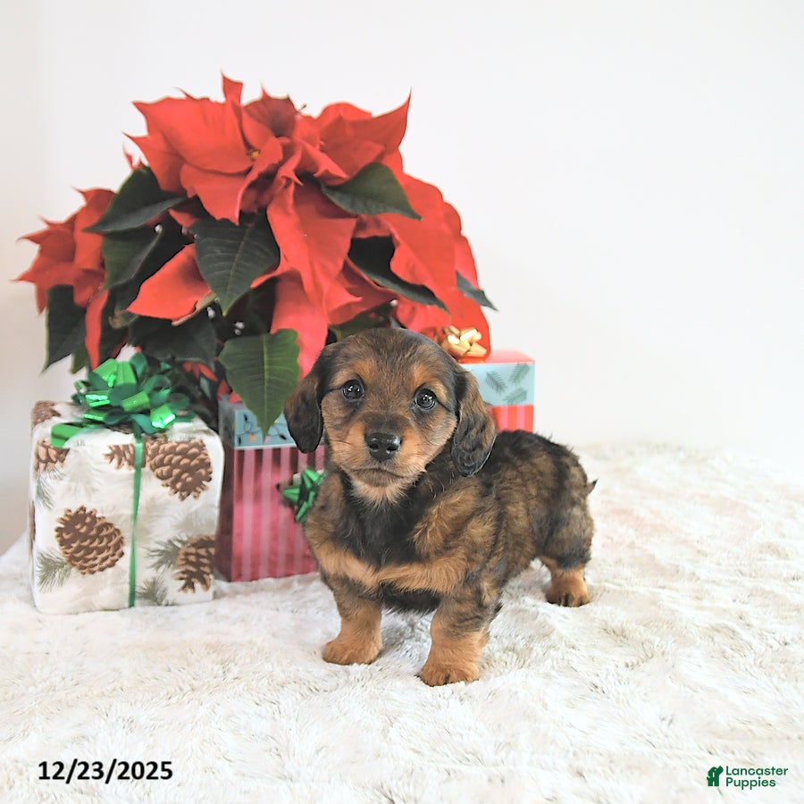 Miniature Dachshund dogs Carson - Ad 12