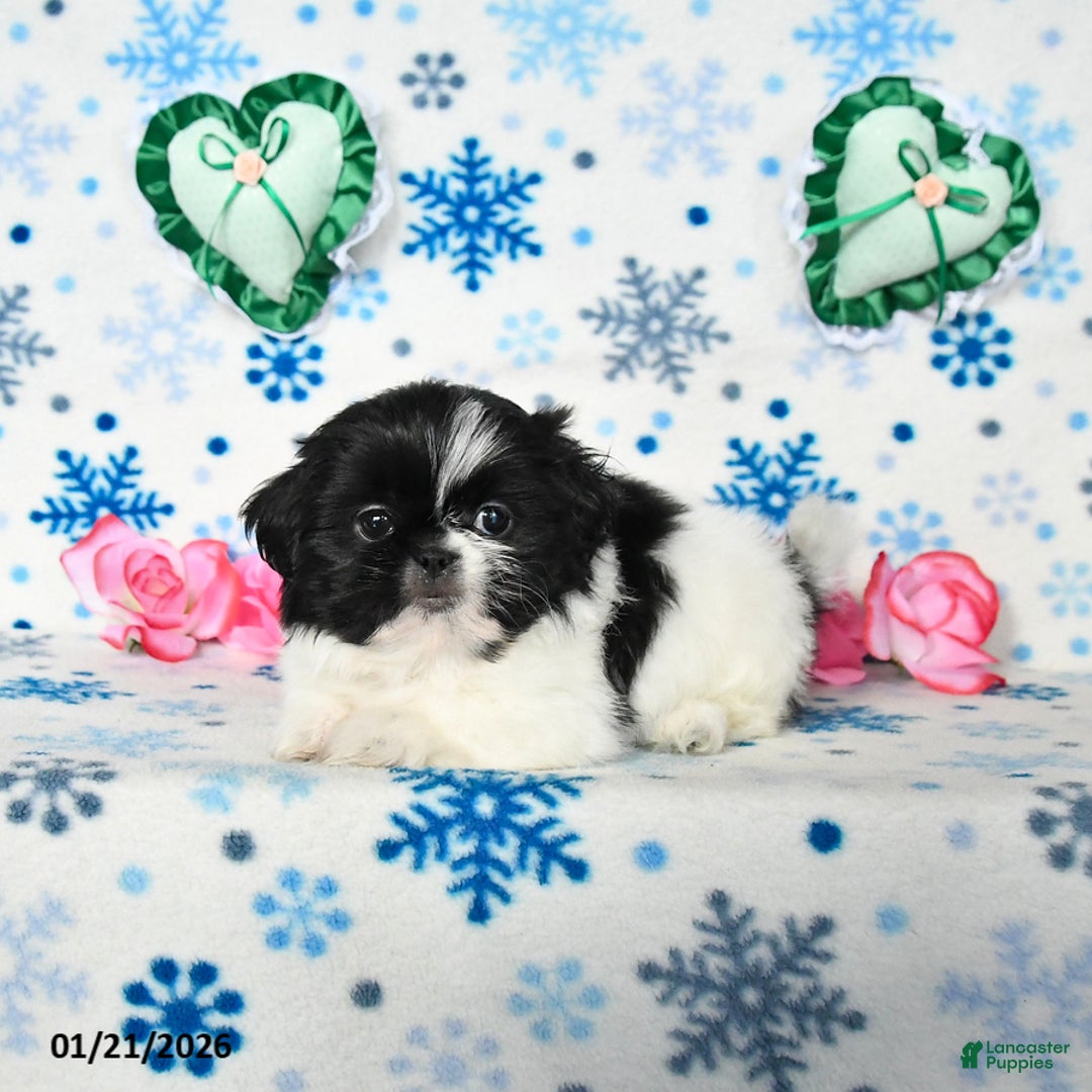 Shih Tzu dogs for sale: Lucy - Ad 3
