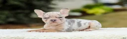 French Bulldog dogs for sale: Master – Lilac & Tan Merle - Ad 3