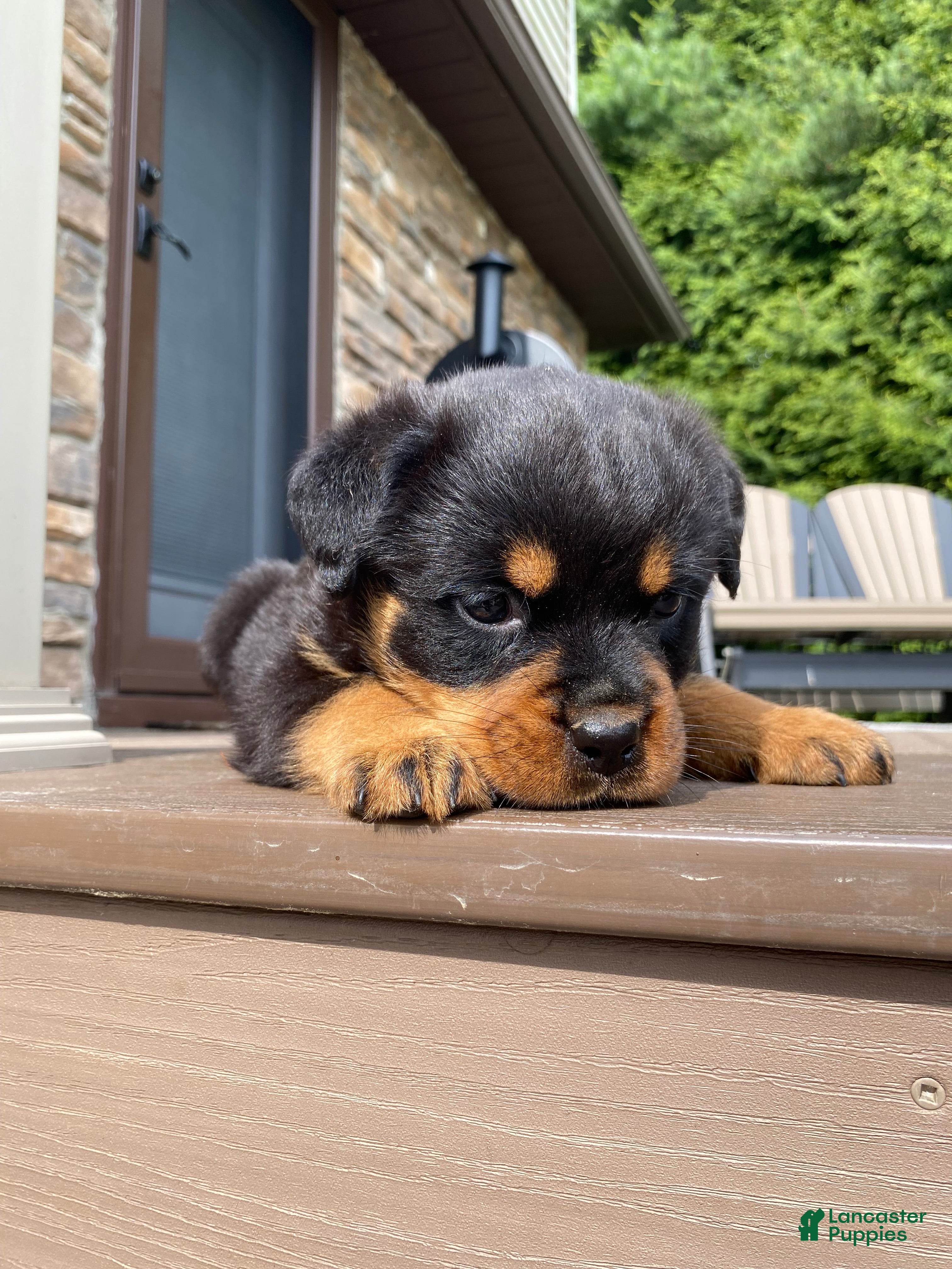 Rottweiler dogs Atlas - Ad 2