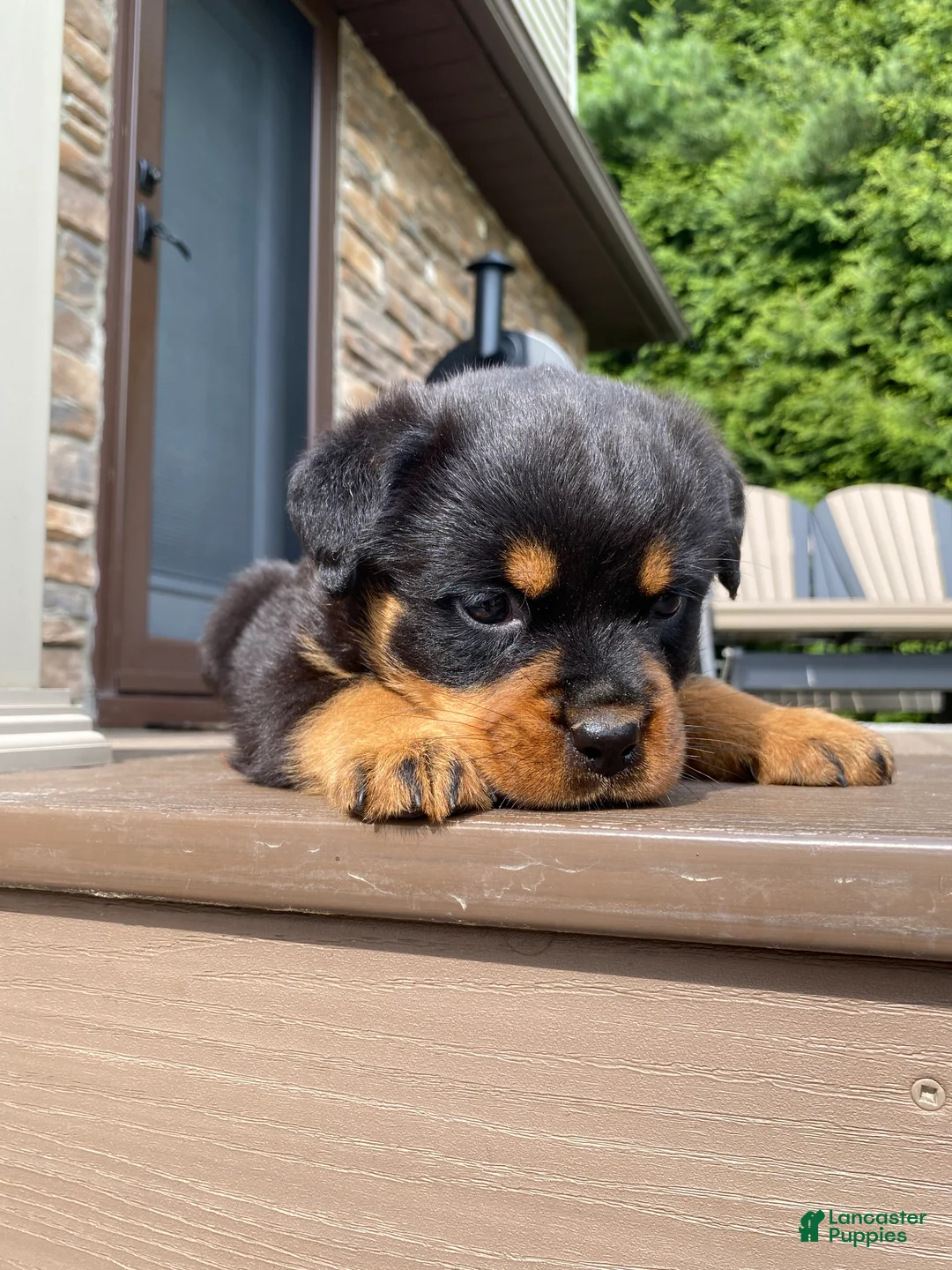 Rottweiler dogs for sale: Atlas - Ad 2
