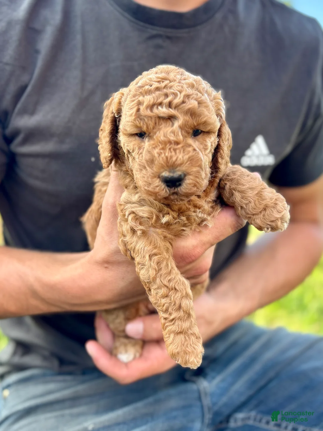 Mini Goldendoodle dogs for sale: Penny - Ad 1
