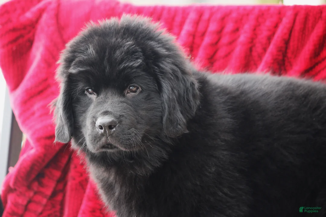 Newfoundland dogs for sale: Theo - Ad 1