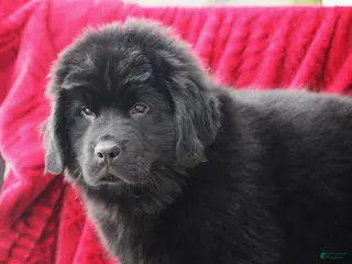 Newfoundland dogs Theo - Ad 3