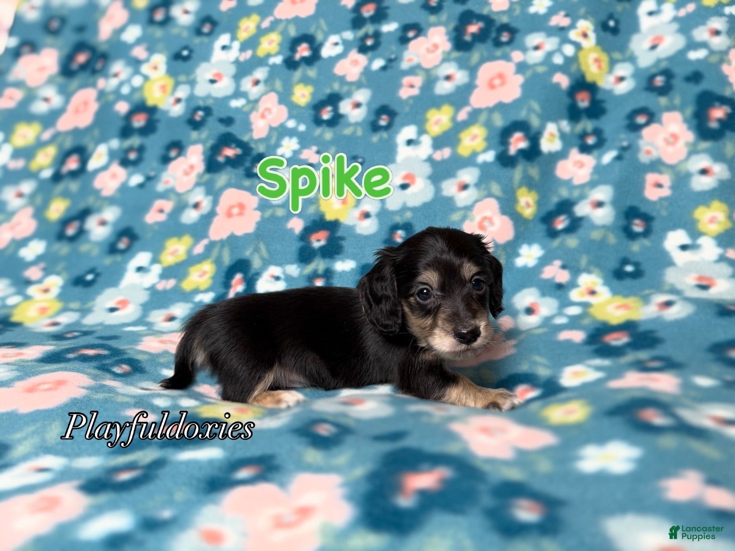 Miniature Dachshund dogs Spike - Dachshund Puppy Black & Cream Piebald Long Haired Male - Ad 2