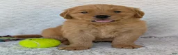 Golden Retriever dogs for sale: Hunter - Ad 6
