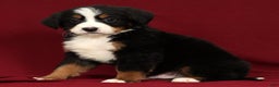 Bernese Mountain Dog dogs for sale: Zack - Ad 4