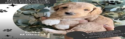 Mini Goldendoodle dogs for sale: Drake - Ad 1