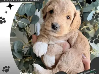 Mini Goldendoodle dogs Drake - Ad 6