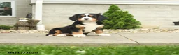 Miniature Bernese Mountain Dog dogs for sale: Wilson - Ad 3