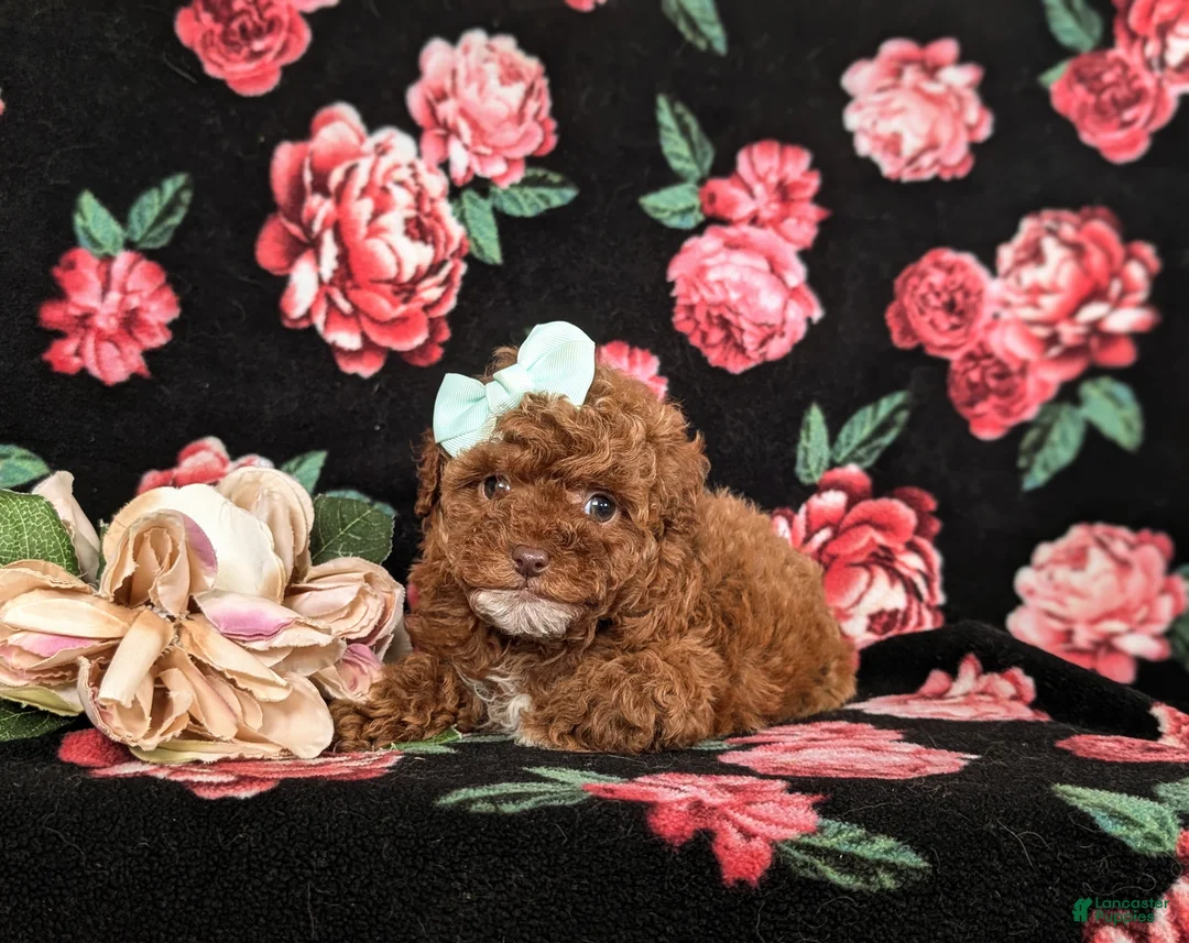 Mixed Breed dogs for sale: Hilary 10 lbs Full Grown - Ad 5