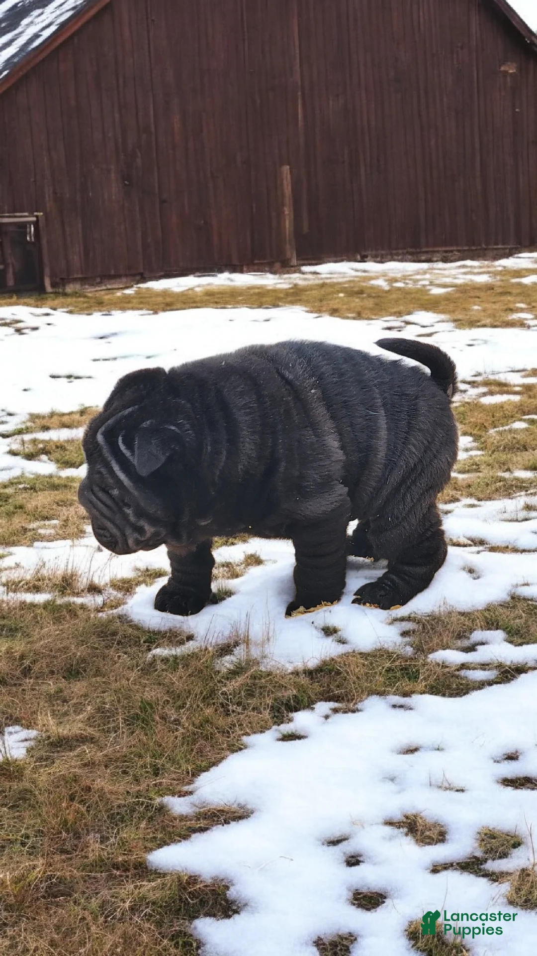 Shar Pei dogs for sale: Raven mini  - Ad 29