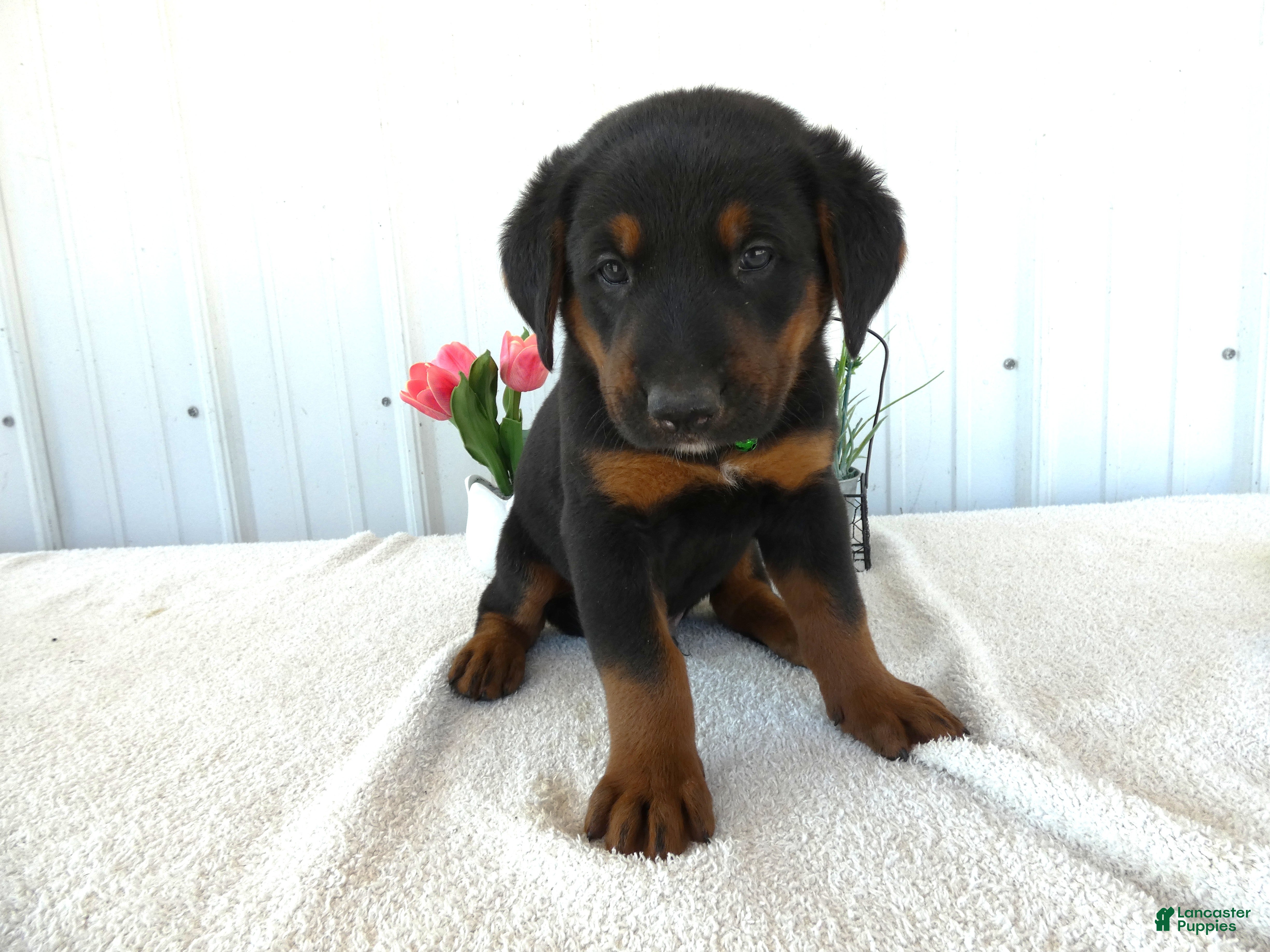 Mixed Breed dogs Mixed Breed 3 Gabe - Ad 16