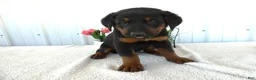 Mixed Breed dogs for sale: Mixed Breed 3 Gabe - Ad 1