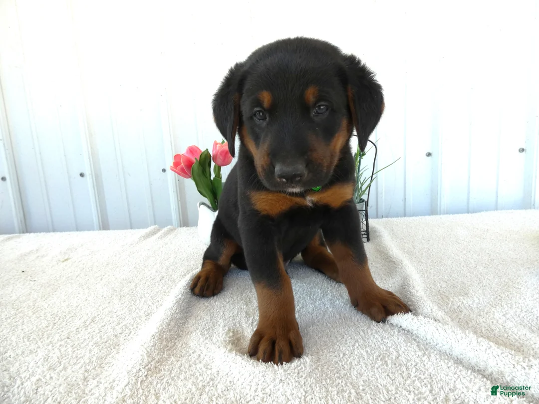 Mixed Breed dogs for sale: Mixed Breed 3 Gabe - Ad 1