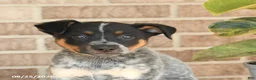 Australian Cattle Dog dogs for sale: Mater - Ad 5