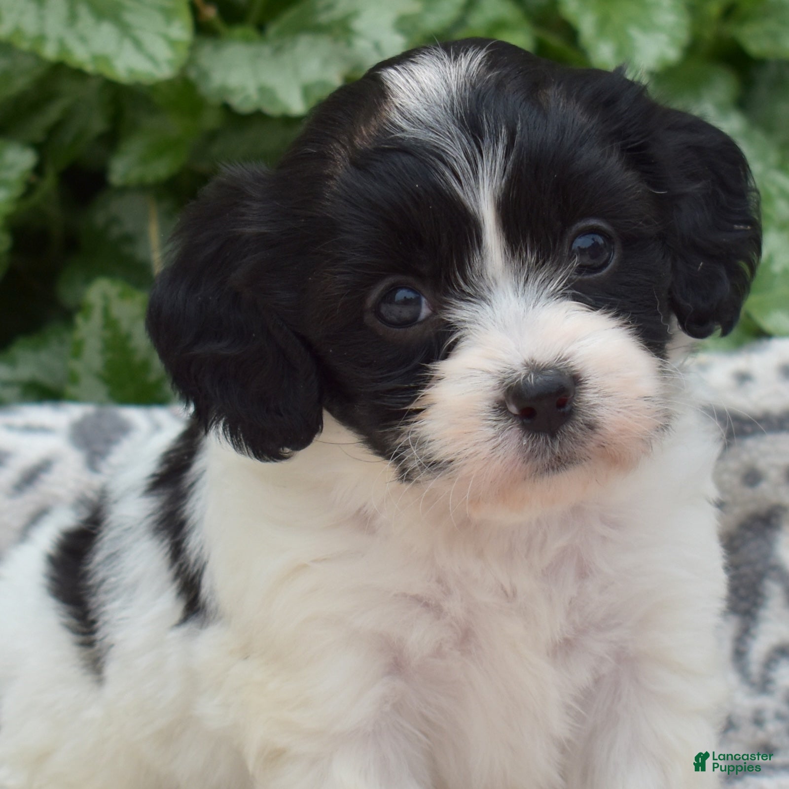 Cavachon dogs Liberty - Ad 1