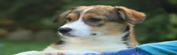 Welsh Corgi Pembroke dogs for sale: Apple Jacks Welsh Corgi Pembroke  - Ad 6