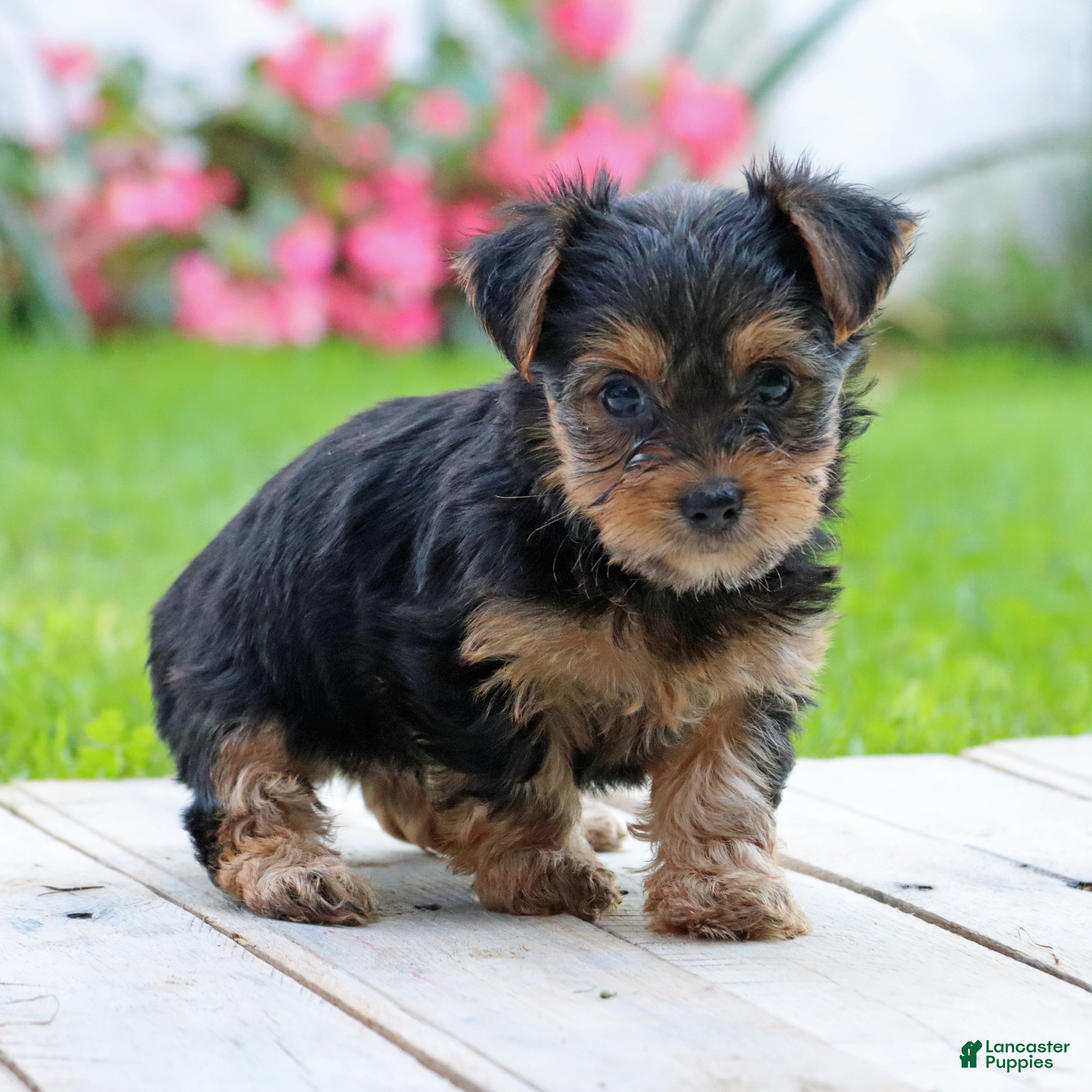 Yorkshire Terrier dogs Izzy - Ad 2