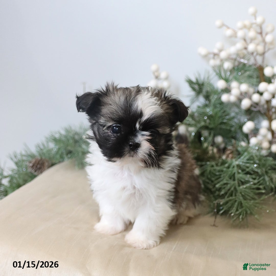 Shih Tzu dogs for sale: Felix - Ad 3