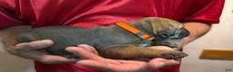 Cane Corso dogs for sale: Orange - Ad 2