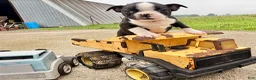 Boston Terrier dogs for sale: Clifford - Ad 4