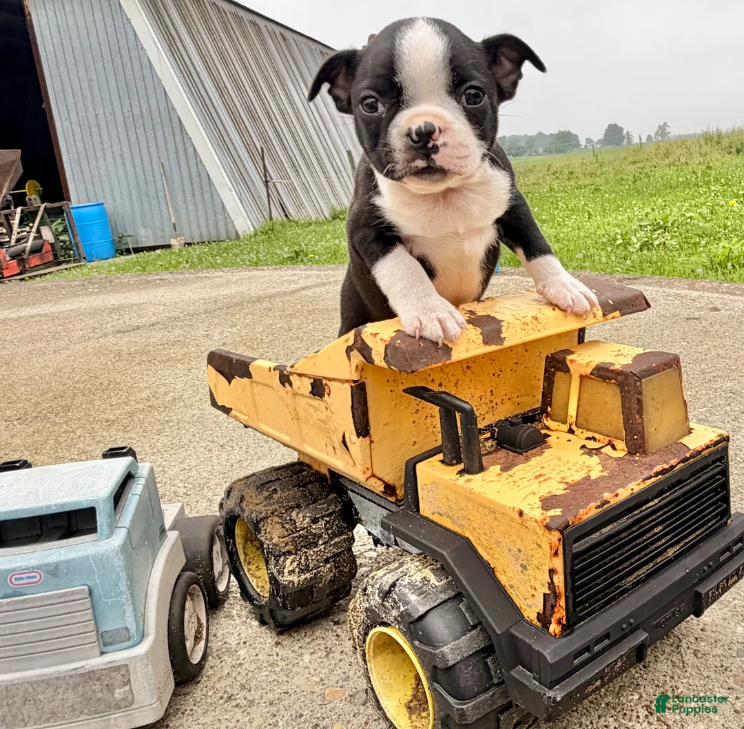 Boston Terrier dogs for sale: Clifford - Ad 4