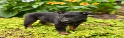 German Shepherd dogs for sale: Chevy - Ad 4