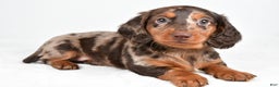 Miniature Dachshund dogs for sale: Angel - Ad 7