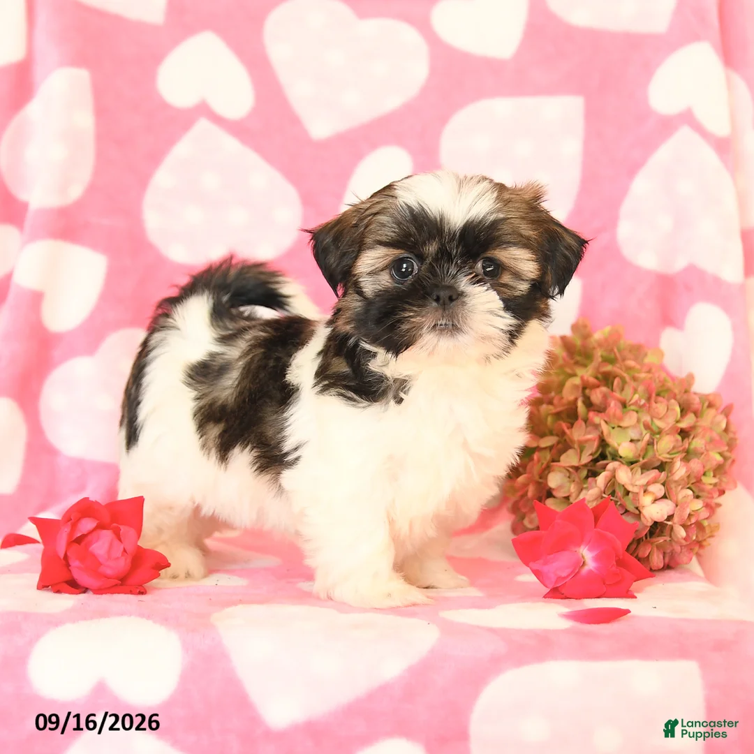 Shih Tzu dogs for sale: Candy - Ad 3