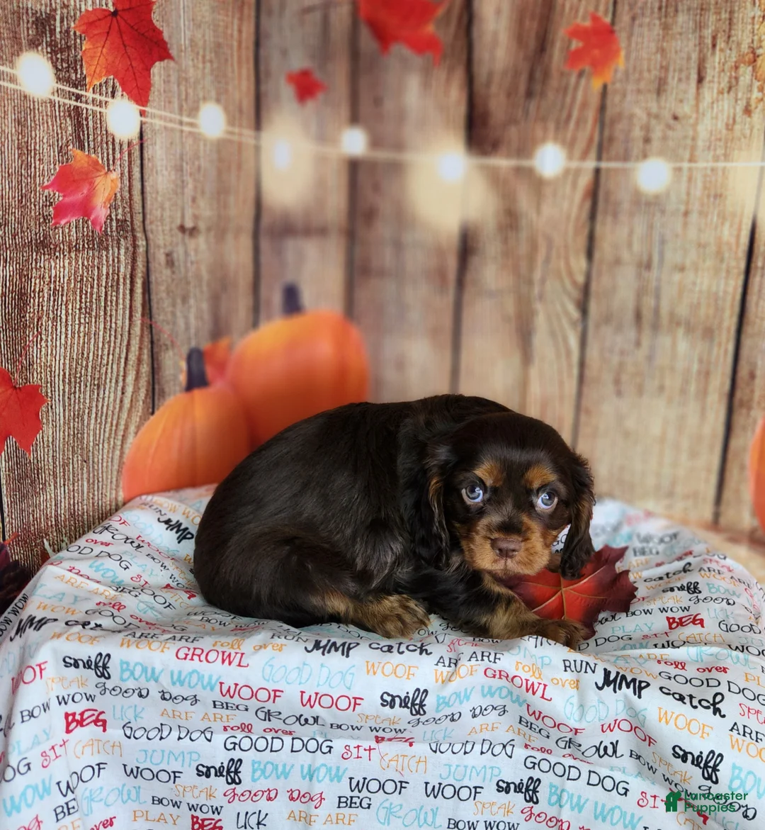 Cavalier King Charles Spaniel dogs for sale: AKC Duke - Ad 2