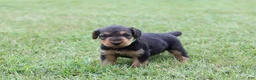 Airedale Terrier dogs for sale: AKC Taffy  - Ad 3