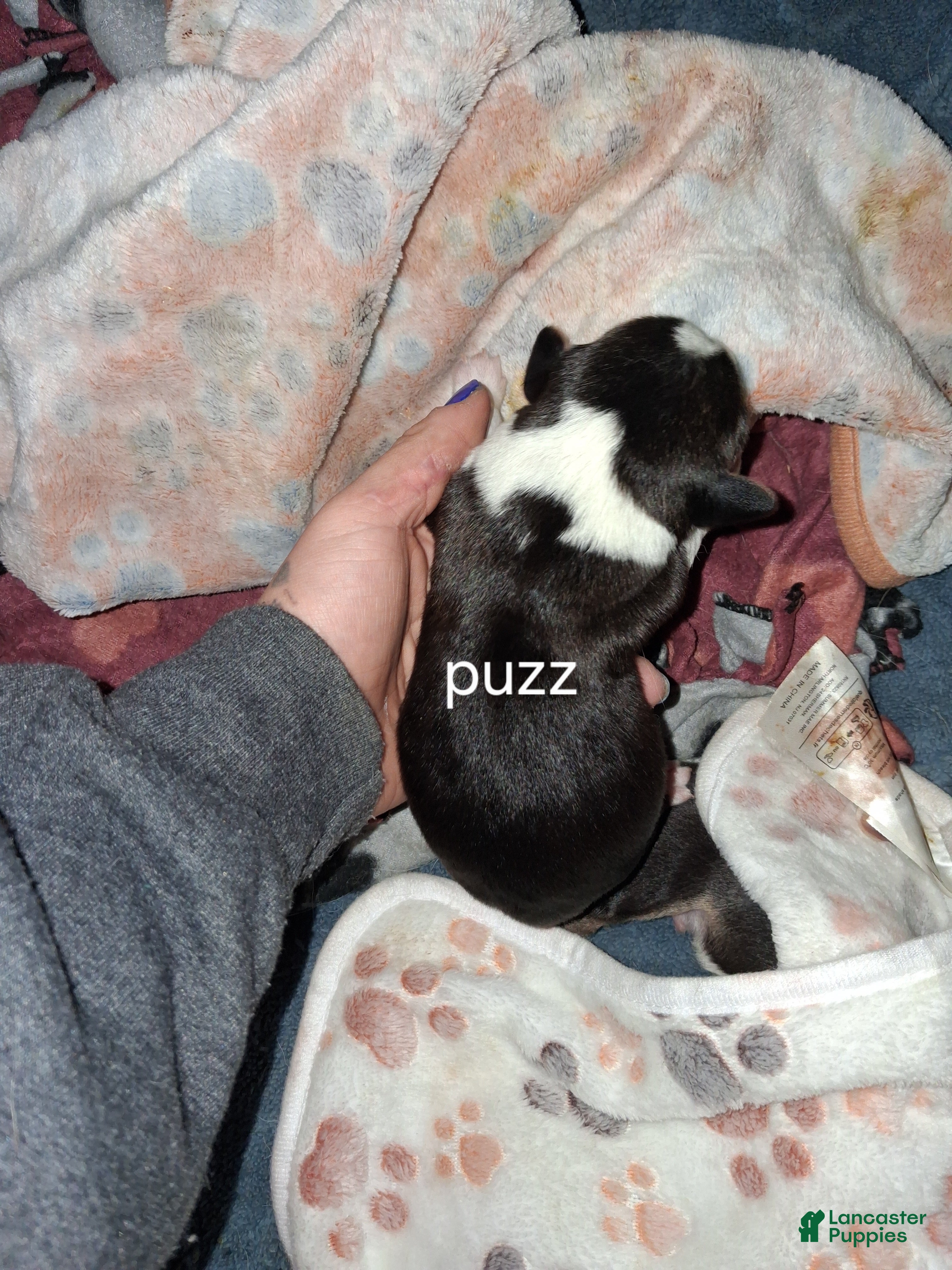 Mixed Breed dogs Puzz - Ad 6