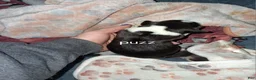 Mixed Breed dogs for sale: Puzz - Ad 1