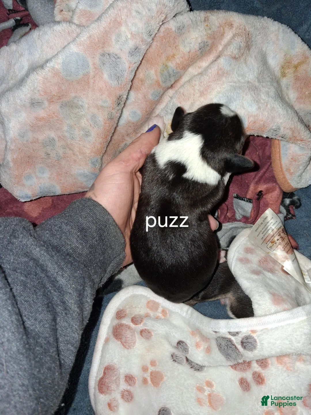 Mixed Breed dogs for sale: Puzz - Ad 1
