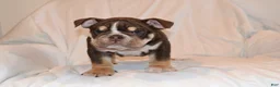 English Bulldog dogs for sale: Bucky (chocolate tri) - Ad 2