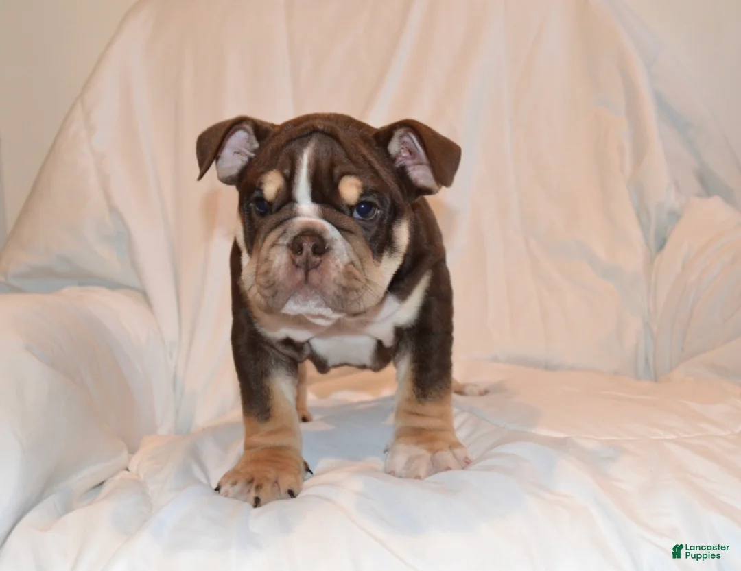 English Bulldog dogs for sale: Bucky (chocolate tri) - Ad 2