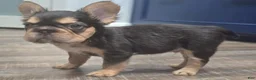 French Bulldog dogs for sale: ✨️🍫Kadafi🍫✨️ - Ad 2